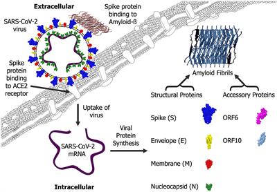SARS-CoV-2 amyloid, is COVID-19-exacerbated dementia an amyloid disorder in the making?